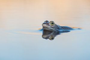 Moorfrosch im Wasser