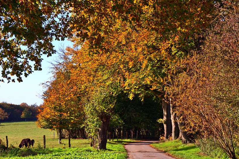 Limiet 12 van Edgar Schermaul