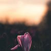 Krokus tegen het licht van Markus Schulz