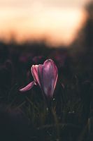 Crocus en contre-jour