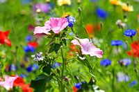 Blumenwiese