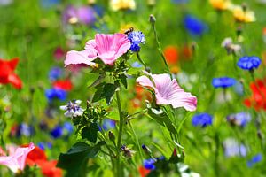 Blumenwiese