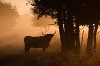 Schottischer Highlander im Nebel