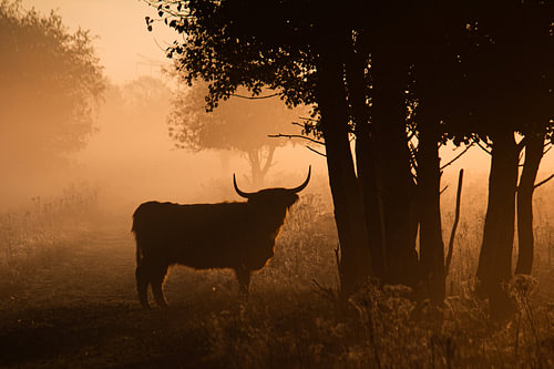 Scottish Highlander in the fog