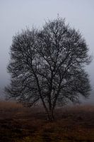Foggy morning