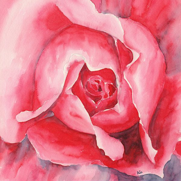 Pink rose by Karen Kaspar