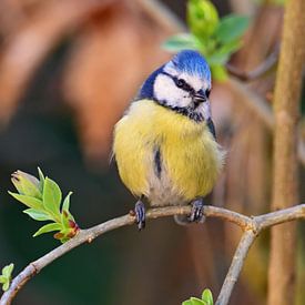 Pimpelmeesje, blue tit, lente, zangvogel, pimpelpaars van Maartje van Tilborg