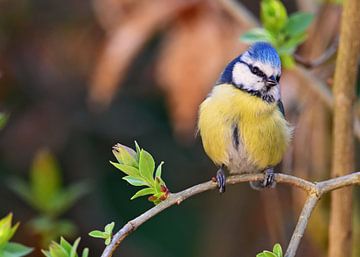 Mésange bleue, mésange bleue, printemps, oiseau chanteur, mésange pourpre sur Maartje van Tilborg