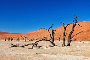 Le Deadvlei en Namibie