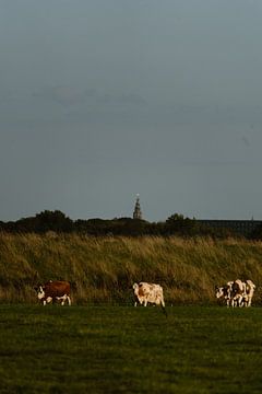 Kühe unter den Martinitoren von Anne van Wijk