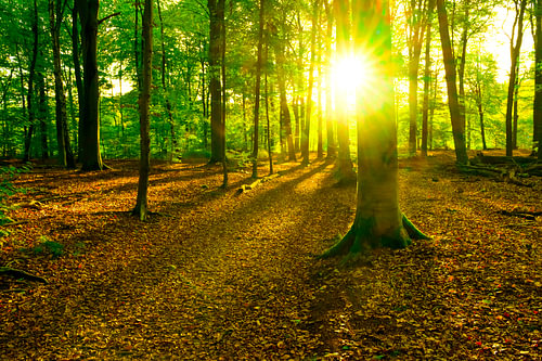 Early autumn sunlight in a Beech tree forest