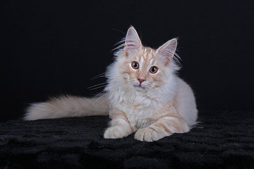 Norwegian Forest Cat