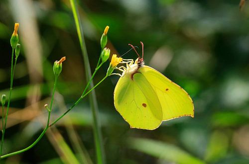 Magnificent lemon butterfly