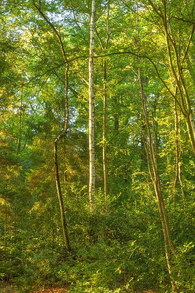 Sunrise in the forest (Groningen- Netherlands) by Marcel Kerdijk