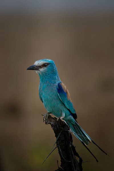 Wings of light - The magic of the Abyssinian dabbler by Rick Massar