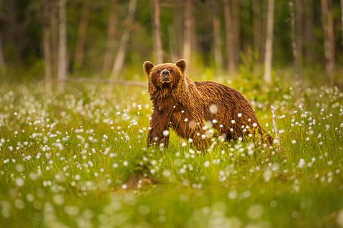 Bruine beer (Ursus arctos) in veengebied met wollegras