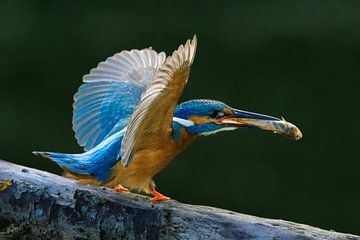 Kingfisher by Koos de Vries