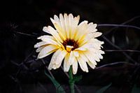 Blume im Herbst 