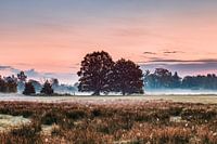 Oaks in landscape