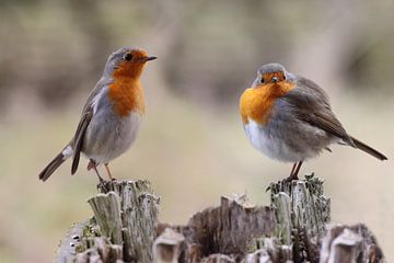 ongelijke Couple van Rolf Pötsch