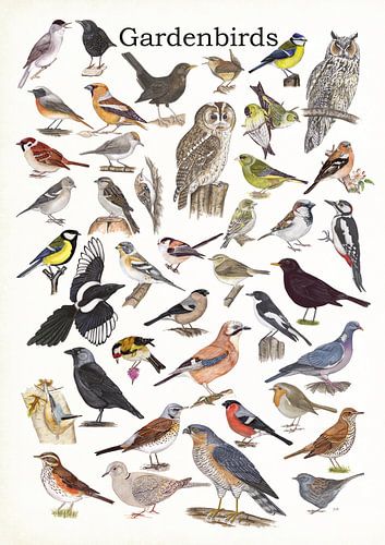 Gartenvögel von Jasper de Ruiter