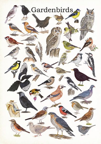 Gartenvögel von Jasper de Ruiter