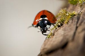 Gros plan d'une coccinelle.