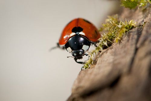 Close-up van een lieveheersbeestje.