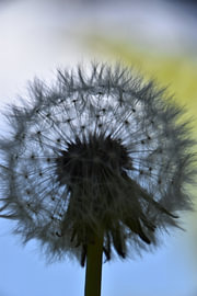 Flauschball 2 von Erik Buitenhuis