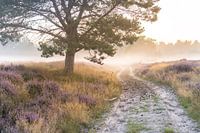 Footpath on the blooming heath