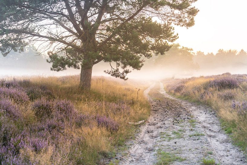 Fußweg auf der blühenden Heide von Friso Schinkel