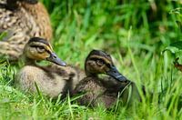 Jonge eendjes in het gras