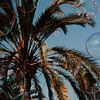 Palmbomen met zeepbellen, bubbles in Valencia Spanje van Lindy Schenk-Smit
