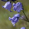 closeup of a blue grassbell or Campanula rotundifolia by W J Kok