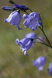 gros plan d'une Campanule bleue ou Campanula rotundifolia