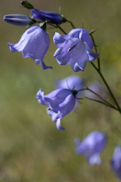 closeup of a blue grassbell or Campanula rotundifolia by W J Kok