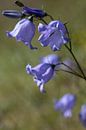 closeup of a blue grassbell or Campanula rotundifolia by W J Kok thumbnail