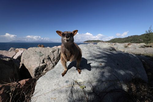 Geallieerde rotswallaby , Petrogale assimilis Magnetic Island in Que