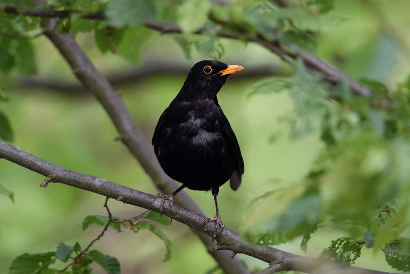 sur le qui-vive... Merle noir *Turdus merula*, merle vigilant, mâle par wunderbare Erde