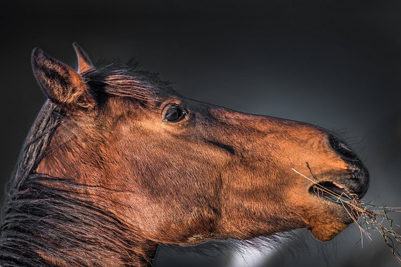 Paard al grasetend in het avondlicht met een donkere achtergrond van Harrie Muis