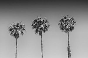Lovely Palm Trees | monochrome