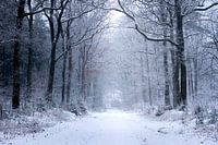 winter in het bos