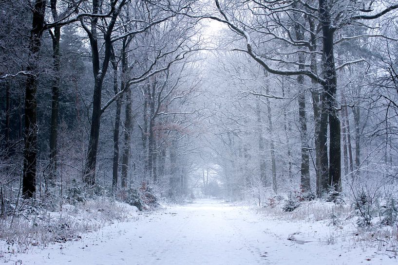 winter in het bos van Karijn | Fine art Natuur en Reis Fotografie