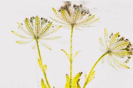 Astrantia in crystal clear ice 2