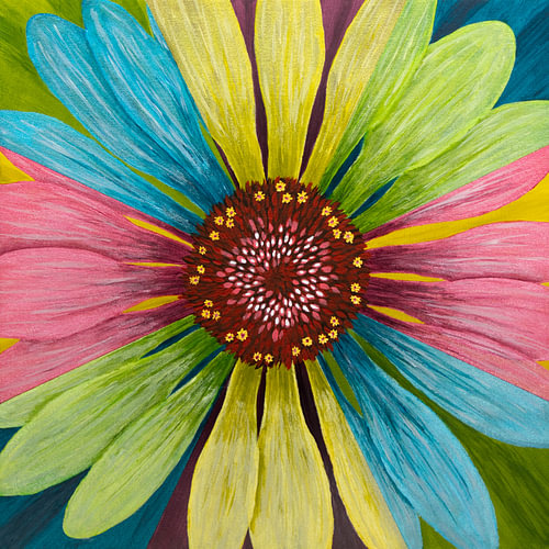 Eine Farbexplosion bei der Regenbogenblume