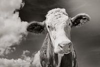The cow