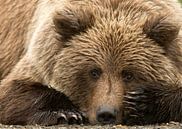 Alaskanischer Braunbär (Ursus arctos gyas) von AGAMI Photo Agency Miniaturansicht
