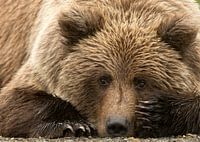 Alaska Bruine Beer (Ursus arctos gyas)