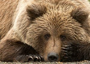 Alaskanischer Braunbär (Ursus arctos gyas)