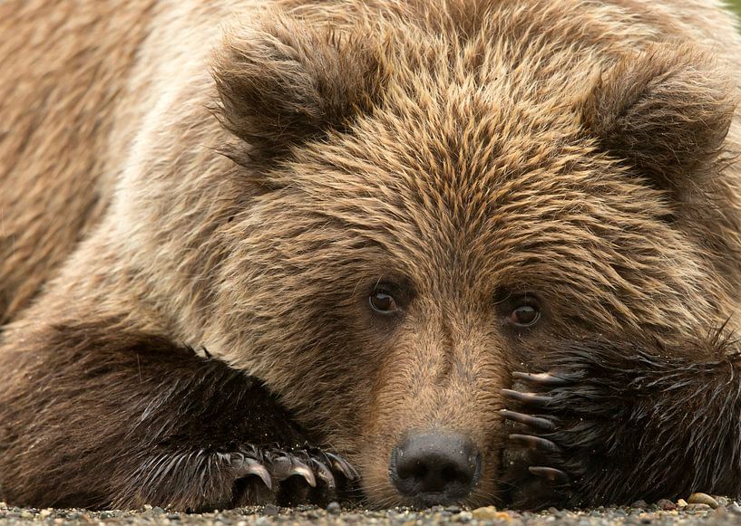 Alaskanischer Braunbär (Ursus arctos gyas) von AGAMI Photo Agency